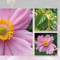 Flower roze 2