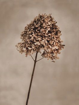 Hortensia