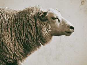 Porträt eines Schafes von H.Remerie Fotografie und digitale Kunst