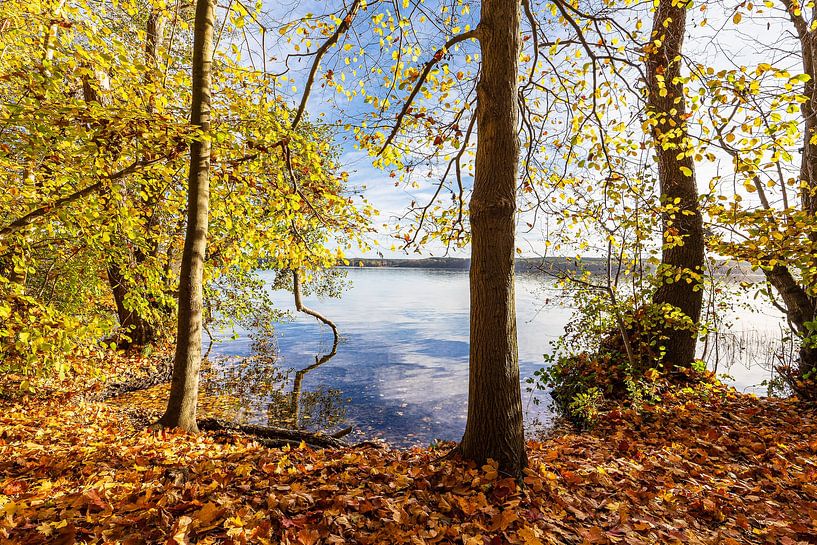 Bäume am Plauer See in der Stadt Plau am See von Rico Ködder