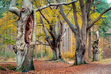Grote eeuwenoude beukenbomen aan een wandelpad in park