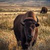 Oog in Oog met de Bison van Discover Dutch Nature