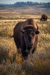 Les yeux dans les yeux avec les Bisons