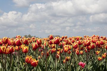ein Tulpenfeld mit roten und gelben Tulpen und einem schönen Himmel mit Wolken von W J Kok