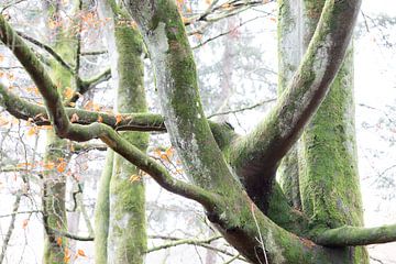 Structures dans le temps