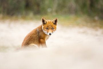 red fox cub von Pim Leijen