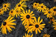 Gele bloemen van Roy Kosmeijer thumbnail