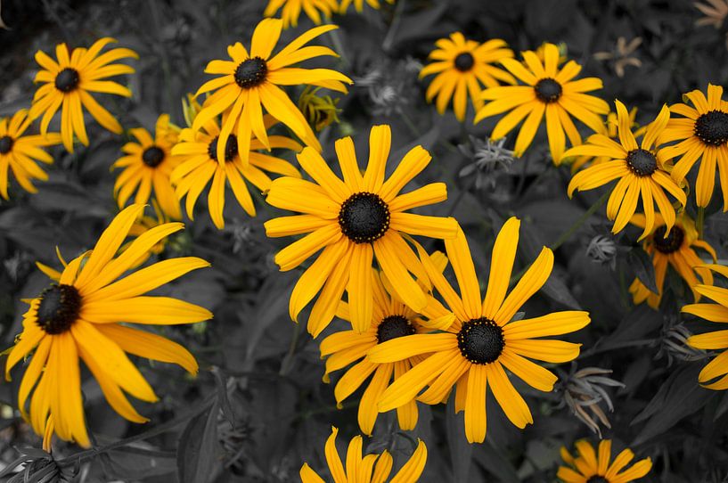 Gelben Blüten von Roy Kosmeijer