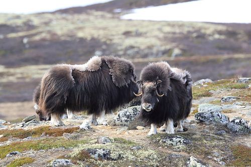 Muskusos Dovrefjell, Noorwegen