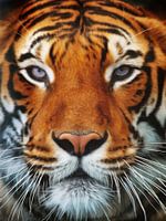 Tijger Portret