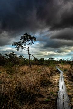 La route sur Edward Sarkisian