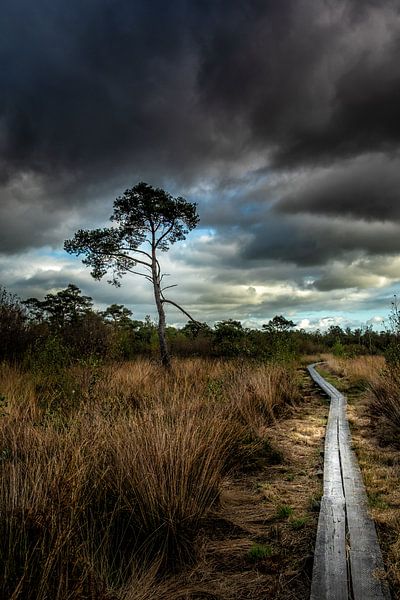 The Road by Edward Sarkisian