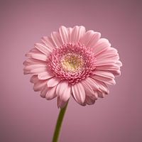 Rosa Gerbera