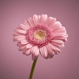 Gerbera rose sur Gareth Williams