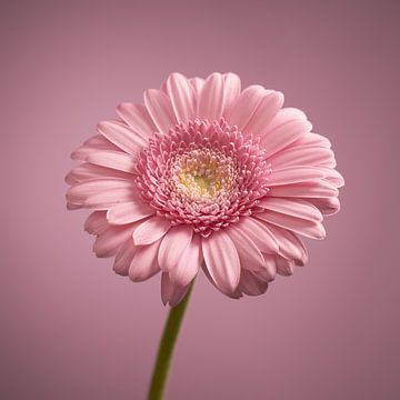 Pink Gerbera by Gareth Williams