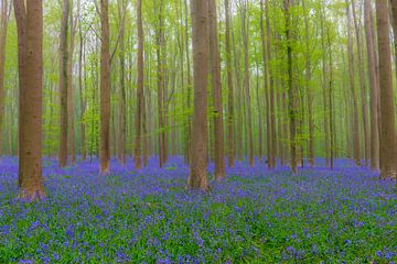 Wilde hyacinten bloemen in het bos in het voorjaar
