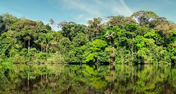 Het oerwoud van Suriname bij Awaradam van René Holtslag