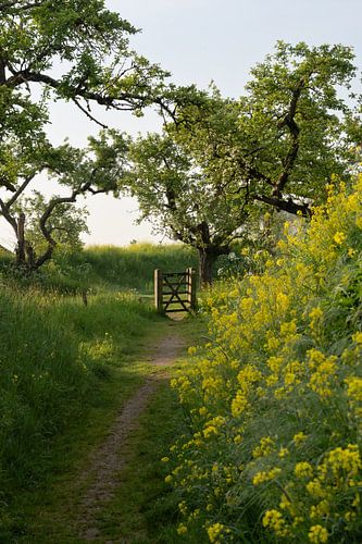 Country Path to the Hidden Orchard