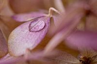 Waterdrop on a dried hydrangea petal