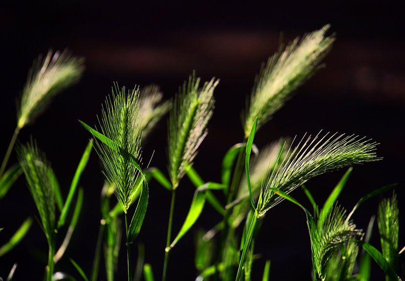 Épis de céréales en contre-jour par Edgar Schermaul
