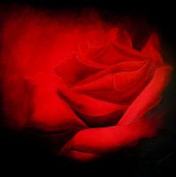 Red roses