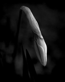 Es gibt immer Hoffnung (I) von BS Photography