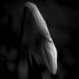 Er is altijd hoop (I) van Boudewijn Swanenburg