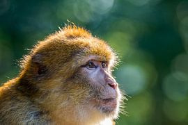 Berberaffe Affenberg Salem von Luis Emilio Villegas Amador