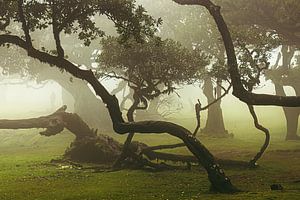 Mysterious Trees