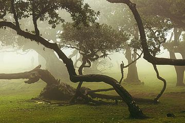 Arbres mystérieux sur Michael Schulz-Dostal