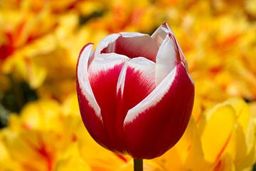 een rood witte tulp in een geel tulpenveld van W J Kok