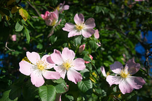 Die Heckenrose