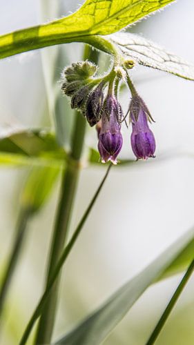 Gewone Smeerwortel, macro opname van Ankie Kooi