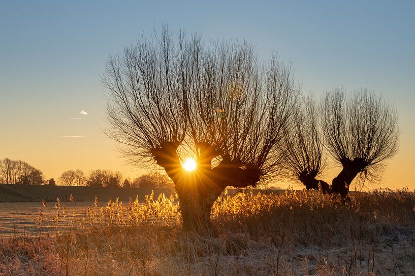 Zonlicht op een winterochtend von Michel Knikker