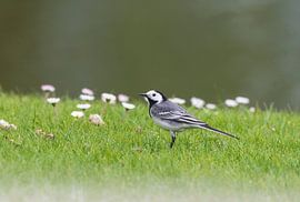 Die Bachstelze von Merijn Loch