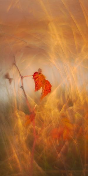 bright red leaves by Steffi Hommel