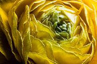 Gelbe Ranunkel in Blüte von Marcel Bakker Miniaturansicht