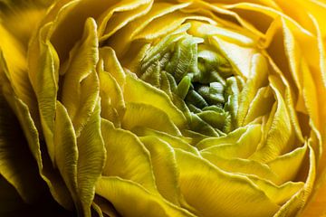 Gele ranonkel in bloei van Marcel Bakker