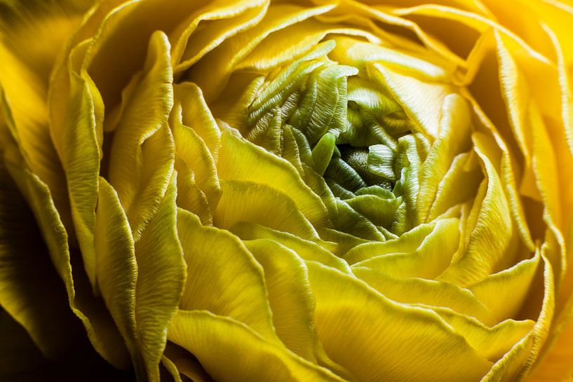Gelbe Ranunkel in Blüte von Marcel Bakker