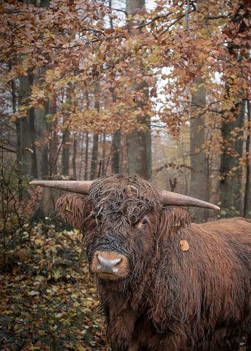 Junger schottischer Highland