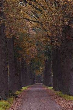 L'automne dans la forêt sur Patrick Verhoef