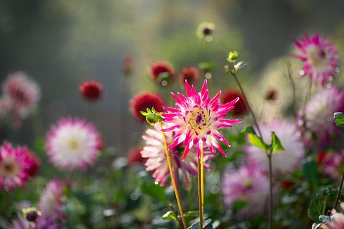 Dahlia garden in backlight