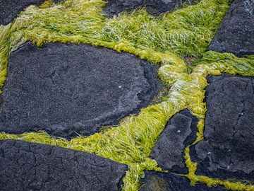Close-up van zeewier op een kalkstenen rotsbodem van Luc de Zeeuw