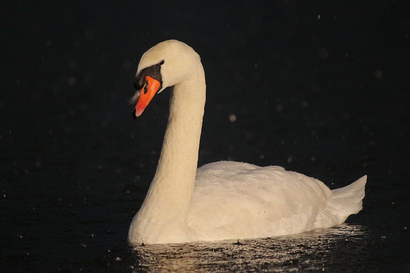 Mute swan by John Kerkhofs