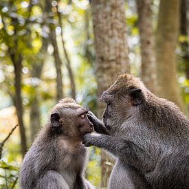 Macaques balinais à longue queue à Ubud, Bali sur HappyTravelSpots