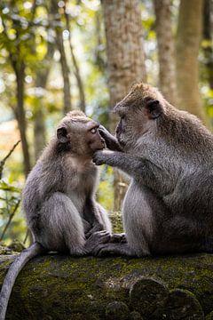 Balinese langstaartmakaken in Ubud, Bali van HappyTravelSpots