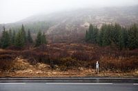 Icelandic forest