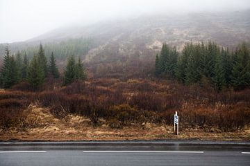 Forêt islandaise sur W Machiels