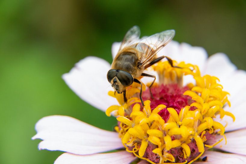 Eine Biene auf einer Zinnienblüte, Nahaufnahme von Swen van de Vlierd
