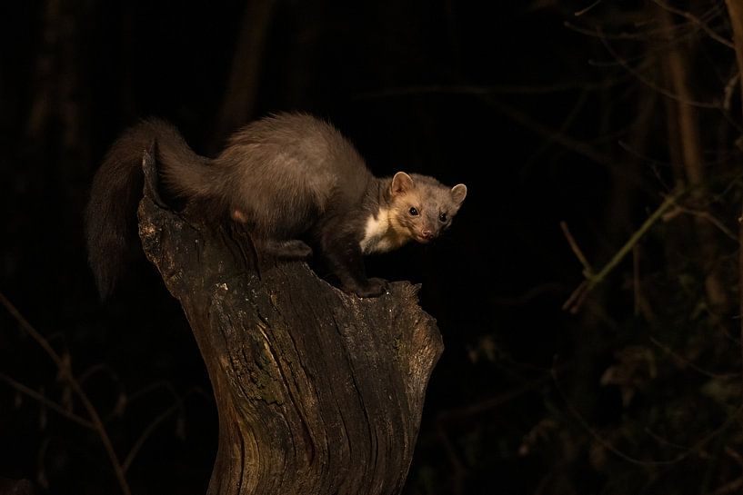 Marten par Merijn Loch